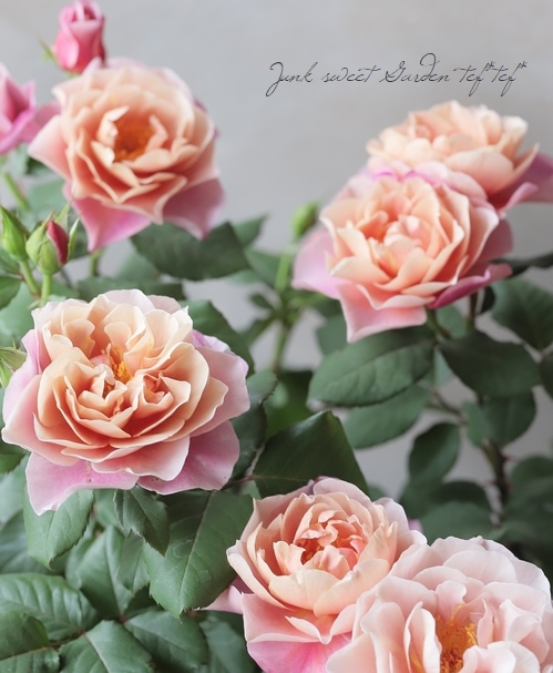 アンティーク　　薔薇　　机 アンティークタッチバラ苗FL 『ディスタントドラムス』 | すべての商品