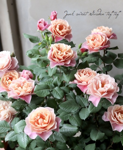 ♯Fsa14Dzディズニーチャーミングローズストラップ全6種ベル薔薇