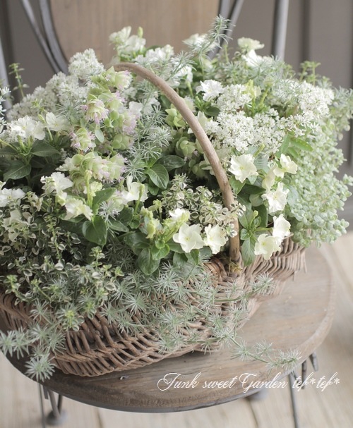 北島園芸オリジナル】 ニチニチソウ 『グリーンチュチュ』 | すべての