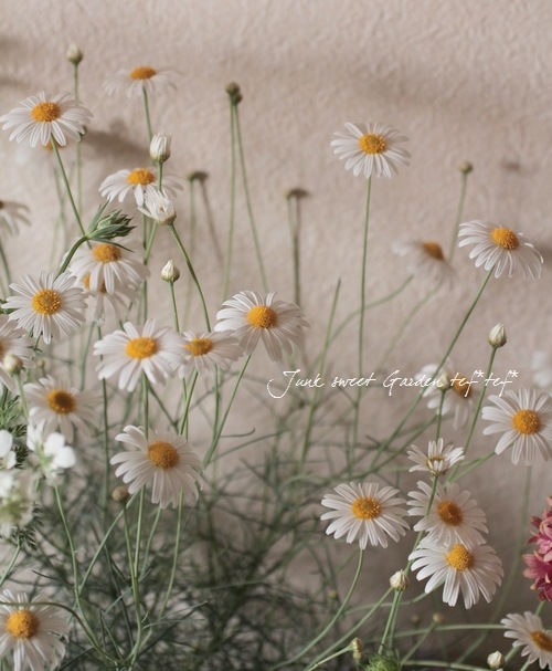 ���եޡ�����åȡ��إ����륷��������١�