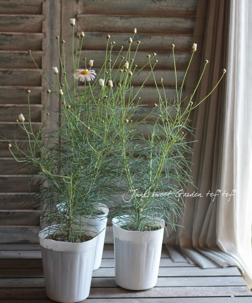 ���եޡ�����åȡ��إ����륷��������١�