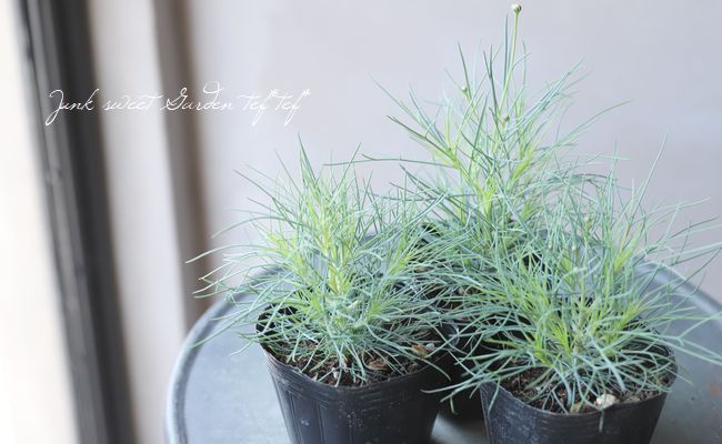 ���եޡ�����åȡ��إ����륷��������١�