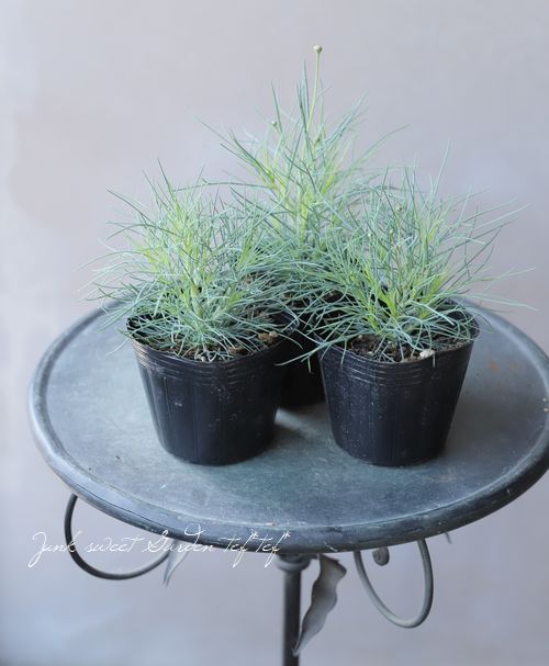 ���եޡ�����åȡ��إ����륷��������١�