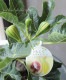 �ڲ̼��� ���ܥ������� �إ��֥饹�����ȡ� ���ޥ��ޤμ�