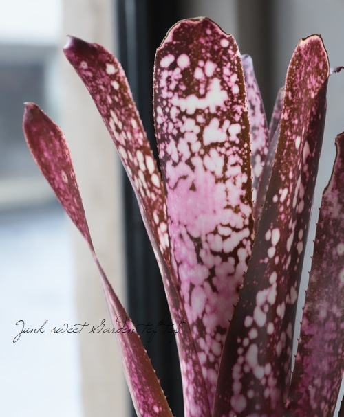 ビルベルギア John Hervy Friend 子株付き 3 ビルベルギア John Hervy Friend 子株付き 3 ビルベルギア John