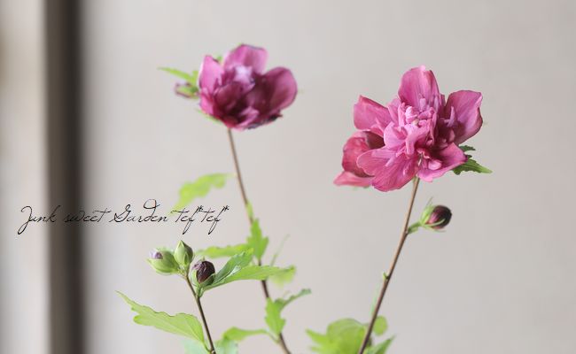 参考商品 ムクゲ ピンク 八重 その他 参考商品 ムクゲ ピンク 八重 その他