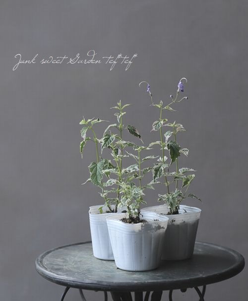 カリガネソウ 『スノーフェアリー』 | すべての商品 | | Junk sweet