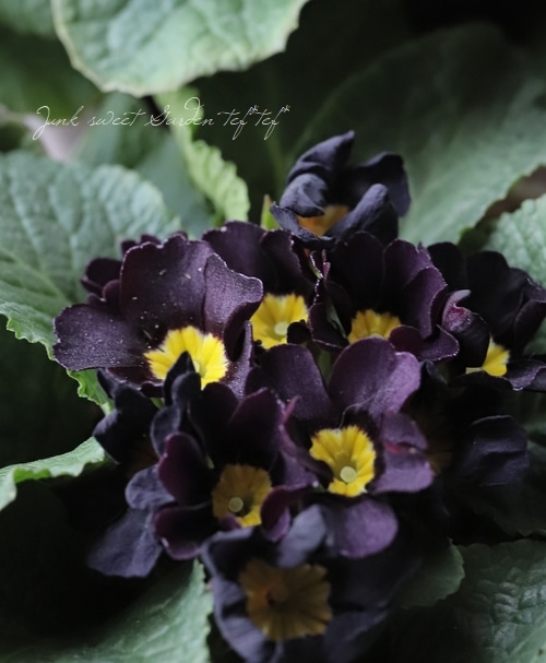 専用　プリムラジュリアン寄植え他6種　クレイフラワー 7f4440d323a656de5505cd46016a2c