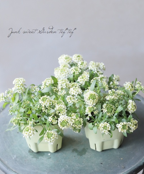 スイートアリッサム・アルーレ 『レモンイエロー』 3つに分かれる