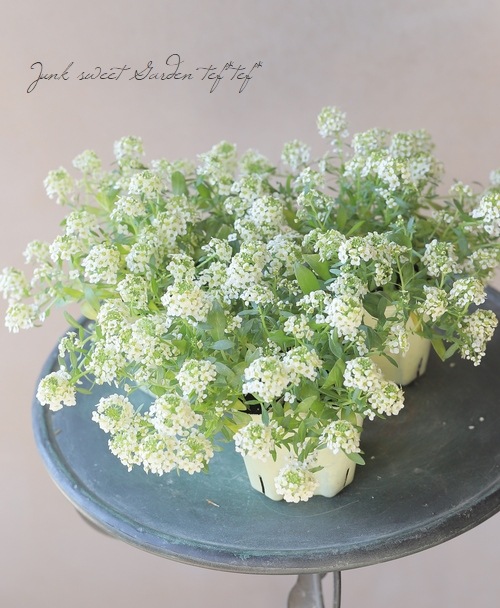 スイートアリッサム・アルーレ 『レモンイエロー』 3つに分かれる