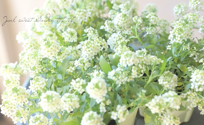 スイートアリッサム・アルーレ 『レモンイエロー』 3つに分かれる