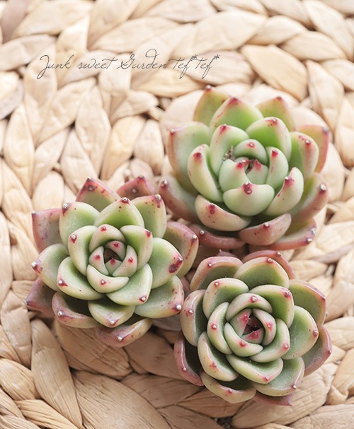 ��¿����ʪ�ۡ��إϡ��ɥ��ȡ���٥����٥ꥢ° �ڹ���