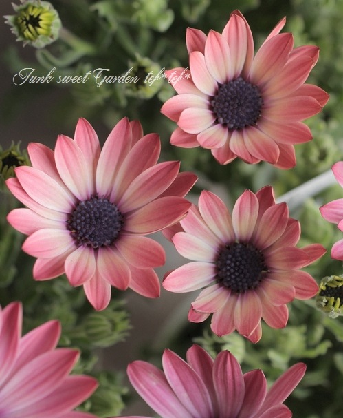 オステオスペルマム パティエ 限定品種 ストロベリータルト すべての商品 Junk Sweet Garden Tef Tef