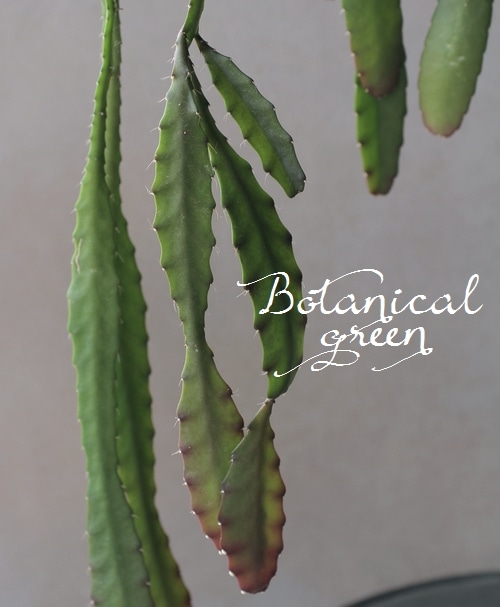 エピフィルム 『アケルマニー』 クジャクサボテン 多肉植物 | すべての