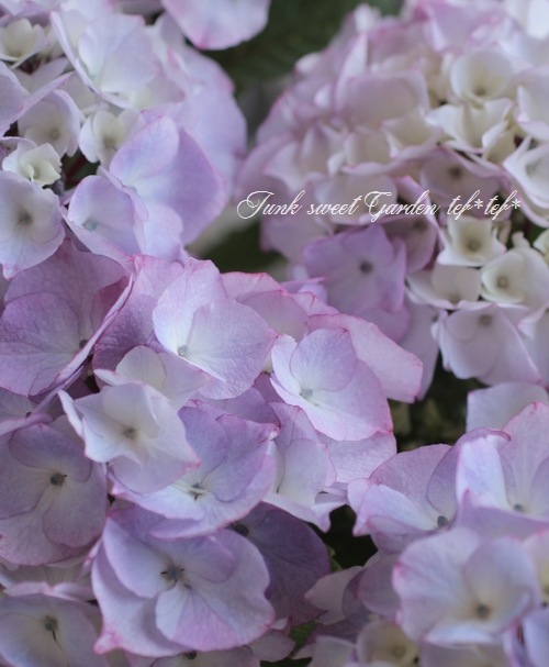 茎が黒い！ 黒軸紫陽花 『サクソン 未希』 | Flower Species,アジサイ