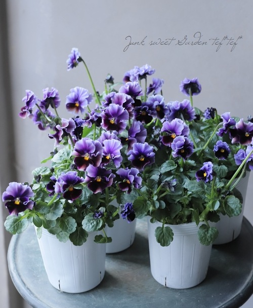 ○松原園芸さんビオラ 『ファルファリア』 No.73 | すべての商品