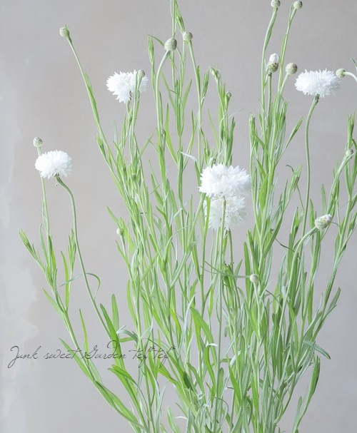 セントーレア 『シアナスホワイト』 植え込み用苗 | すべての商品