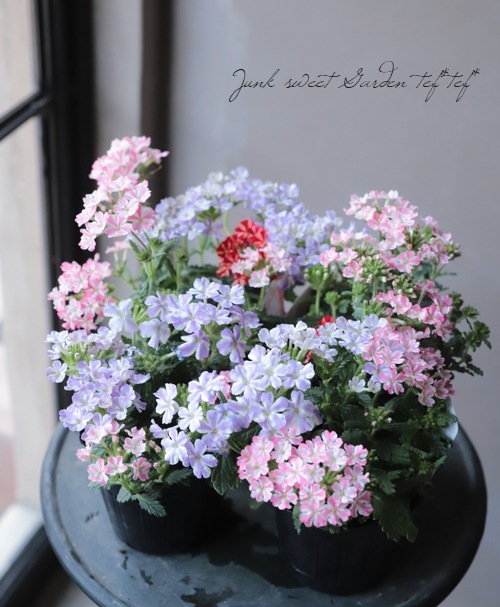 �ɺ��С��٥ʡ������ȥ�饷�꡼�����أͣɣؿ�����
