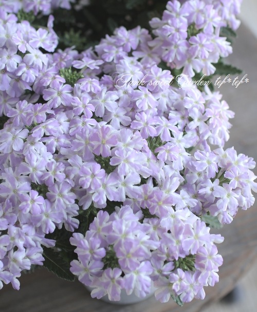 �ɺ��С��٥ʡ������ȥ�饷�꡼�����أͣɣؿ�����