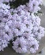 �ɺ��С��٥ʡ������ȥ�饷�꡼�����أͣɣؿ�����
