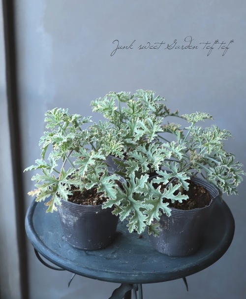 香りのゼラニューム斑入り種 『ライム』 | すべての商品 | | Junk