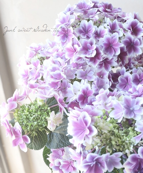 12_000000019669.jpg?1683044751