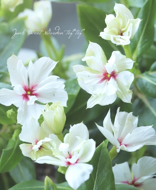 12_000000019769.jpg?1684343082