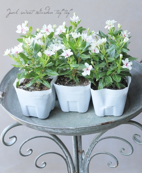 北島園芸オリジナル】 八重咲きニチニチソウ・ミラシリーズ