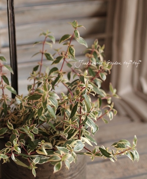 ���٥ꥢ���إ���ե��åƥ���