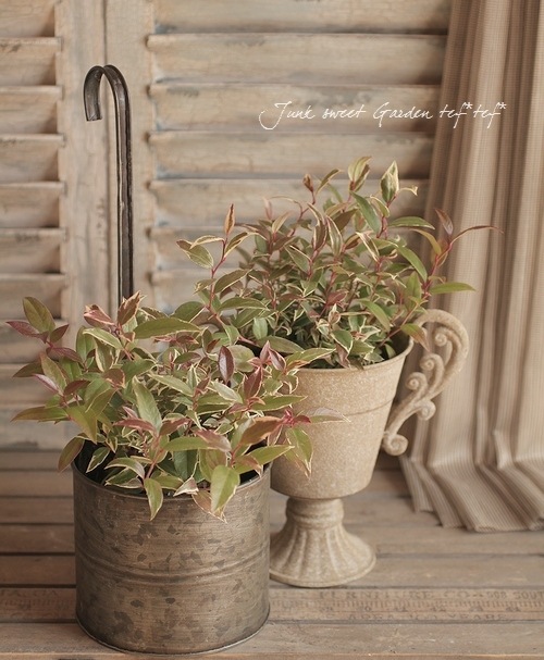 <i>Leucothoe axillaris</i><BR><BR>���������Υ���ʥ�ƥ�<BR>�إȥꥫ�顼��