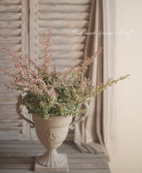 �ԥ饫�󥵡��إϡ��졼��������١�