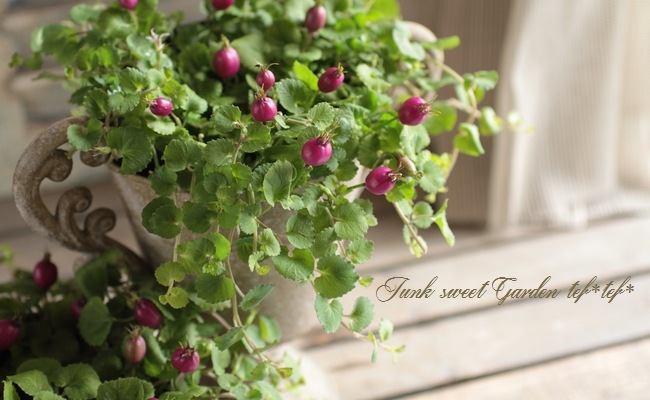 �إѡ��ץ륯���٥꡼��