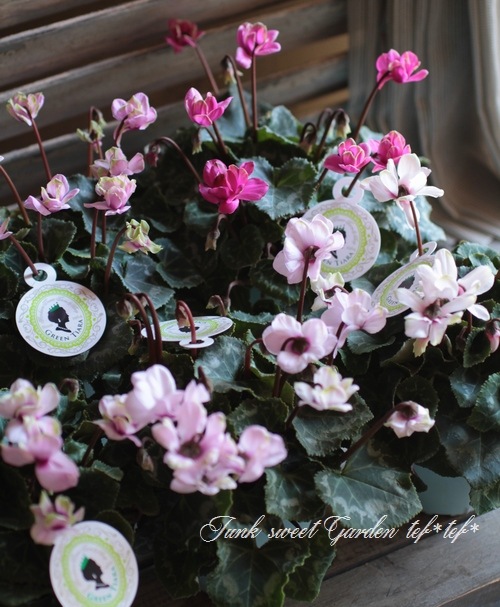 Ȭ�ź餭�����ǥ󥷥������褬���꡼�󡪡إ��꡼��ƥ������