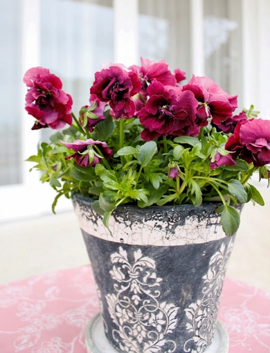 Ȭ�ź餭�ӥ���<BR>�إ��奨�ꥢ��4���ż��ݥå�