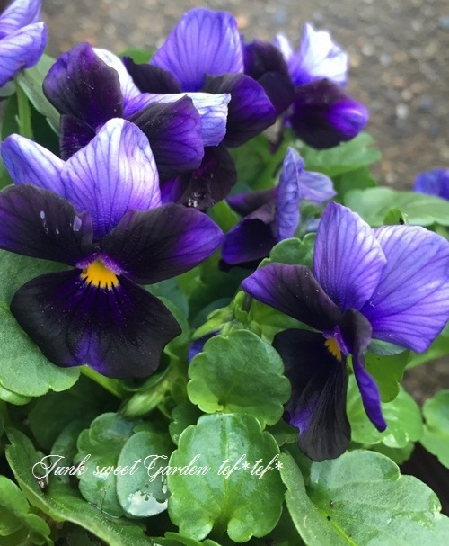 ね*し様 最終値下げ！ビオラ　チェコ1980年製Antonio Frosli ラ ね*し様 最終値下げ！ビオラ チェコ1980年製Antonio Frosli ラ - メルカリ