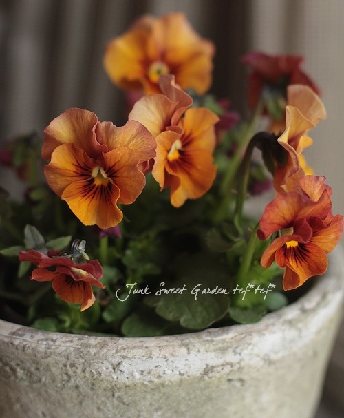 Luxury selection *<BR>フリルビオラ『桂鈴』<BR>お色『深緋色-こきひ