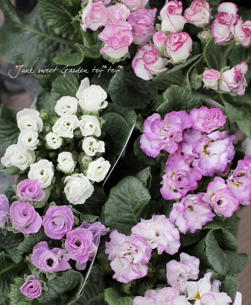 �ץ��顦�ϥ��֥�å�<BR>�إѥ��ƥ륫�顼��<BR>3.�ݥå�