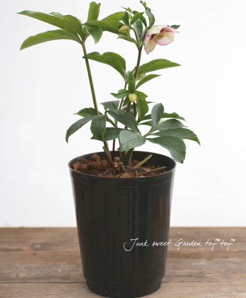 ローズ様♡専用ページ Jewelna Rose（ジュエルナローズ） ＼公式／ ショルダーバッグ