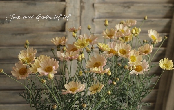 <i>Argyranthemum frutescens����Spring Bouquet��</i><BR><BR>���Ѥ�ꤹ��ޡ�����åȡ�<BR>�إ��ץ�󥰥֡�����