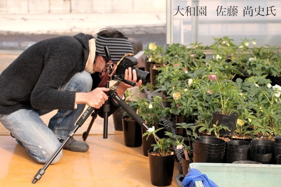 大和園・佐藤さん作出<BR>クリスマスローズ・開花株！5号鉢<BR>No.26