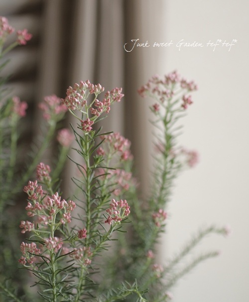 ライスフラワー ソフトピンク すべての商品 Junk Sweet Garden Tef Tef