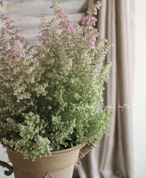 Erica <BR>chamissonis<BR><BR>���ꥫ �إ���ߥ��˥���