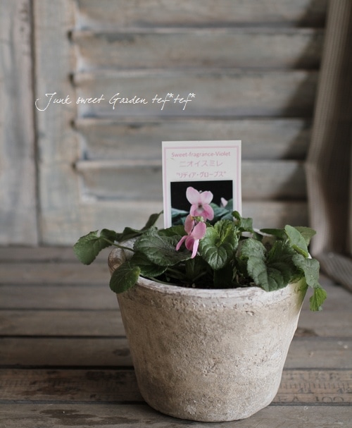 無農薬(ᵔᴥᵔ)① パルマスミレ 香り良いスミレ♡かわいいお庭に