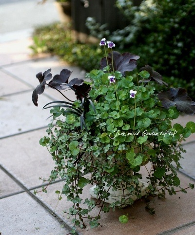 Pilea ��Glauca Greizy��<BR><BR>�ߤ�ȭ������ԥ쥢<BR>�إ��饦�����쥤������