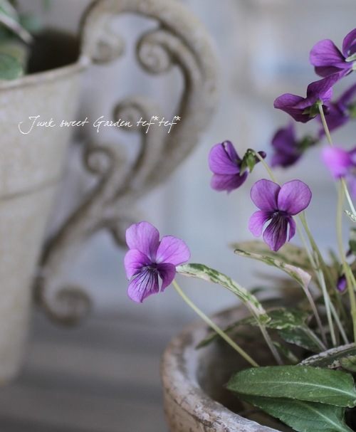 専用　【貴重】総絞り　ぼかし水月花 染錦絢爛草花絵 花結びポット | 深川製磁/フカガワセイジ | 三越伊勢丹