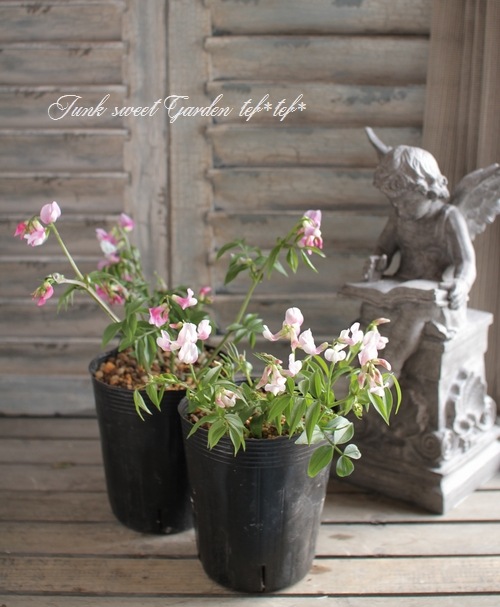 <i>Perennial sweet pea</i><BR><BR>�������ɺ������ȥԡ�<BR>�إ饷�饹���ԥ󥯡�