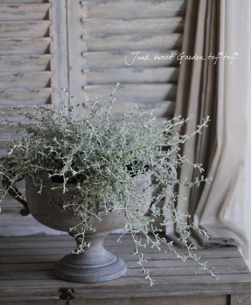 Helichrysum Italicum Br Br 新品種 シャープな葉っぱが可愛い Br ミニ ヘリクリサム Br シルバースター すべての商品 Junk Sweet Garden Tef Tef