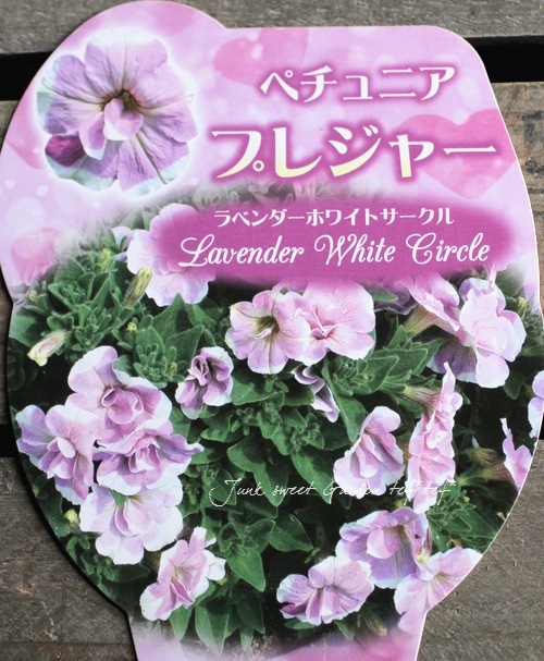 �ڥ���˥����ץ쥸�㡼���إ�٥�����ۥ磻�ȥ��������