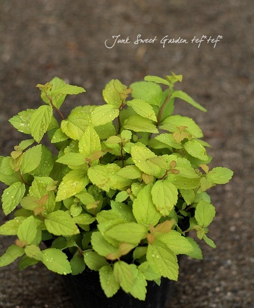 ����ĥ�(���ԥ饨��)���إ�����ɥե졼���