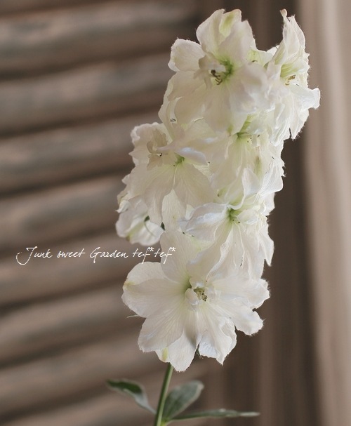 デルフィニウム デルフィニウム | ムラカミシード